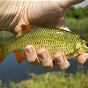 Picture Of Coarse Fishing At River