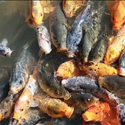 Picture Of Fish Pond