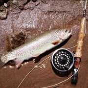 Picture Of Trout Fishing